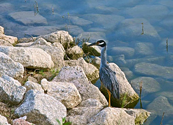 Heron by the Lake at Katy Lake RV Resort